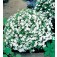 Lobelia_erinus_compacta_White_Lady
