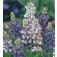 Lupinus_hartwegii_Pixie_Delight 