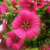 Malope_trifida_Vulcan