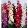 Violier_Matthiola_incana_Brompton_Mix