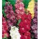  violier_Matthiola_incana_Ten_Week_gemengd