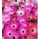 IJsbloem_Mesembryanthemum_gramineus_African_Dream