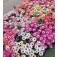  IJsbloem_Mesembryanthemum_bellidiformis_Livingstone_Daisy