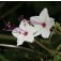 Mirabilis_longiflora_Nachtschone