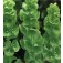 Moluccella_laevis_Klokken_van_Ierland