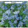 Vergeet–mij–nietje_Myosotis_sylvatica_Indigo