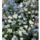 Vergeet–mij–nietje_Myosotis_sylvatica_mix