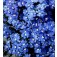 Nemesia_strumosa_Blue_Gem