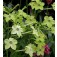 Siertabak _Nicotiana_sanderae_Lime_Green