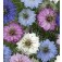 Nigella_damascena_Persian_Jewels_mix