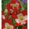 Klaproos_Slaapbol_Papaver_somniferum_Victoria_Cross - 