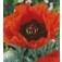 Papaver_orientale_Brilliant_Oosterse_Klaproos