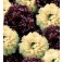 Papaver_somniferum_paeony_Musical_Score _bolpapaver