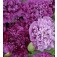 Klaproos_Papaver_somniferum_paeony_Purple_Passion