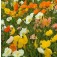 IJslandse_Klaproos_Papaver_nudicaule_Iceland_mix