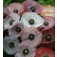 Parelmoer_Klaproos_Papaver_rhoeas_Mother_of_Pear