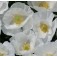 witte_Klaproos_Papaver_rhoeas_Bridal Silk - 