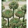 Papaver_somniferum_Hen&Chickens