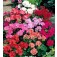 Geranium_Pelargonium_zonale_Johnsons_Multiflora