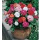 Geranium_Pelargonium_zonale_Mop_Head_Special