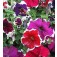 Petunia_grandiflora_Frost_Mix
