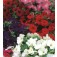 Petunia_multiflora_Special_Mix