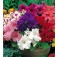 Petunia_grandiflora_F1_Special_mix_J00477
