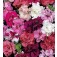 Petunia_multiflora_Duo_Mix