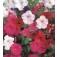 Petunia_multiflora_Bedding_Mix