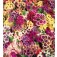 Vlambloem_Phlox_drummondii_Tapestry_mix