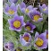 Pulsatilla_vulgaris_Wildemanskruid