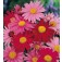 Pyrethrum_Perzische_Margriet 