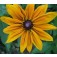 Zonnehoed _Rudbeckia_hirta_Marmalade 