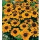 Zonnehoed_Rudbeckia_hirta_Toto_Gold