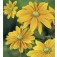 Zonnehoed_Rudbeckia_hirta_Irish_Spring
