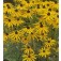 Rudbeckia_fugida_Goldsturm_Zonnehoed
