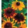Rudbeckia_hirta_Gloriosa_Daisies_Zonnehoed 