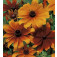 Zonnehoed_Rudbeckia_hirta_Rustic_Dwarfs