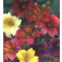 Trompetbloem_Salpiglossis_sinuata_Bolero_mix