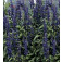 Meelsalie_Salvia_farinacea_Victoria