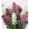 Salvia_hormonium_viridis_Bouquet_gemengd 