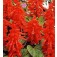 Vuursalie_Salvia_splendens_Blaze_of_Fire 