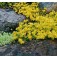 Sedum_acre_geel_Muurpeper