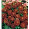 Afrikaantje_Tagetes_patula_Red_Cherry