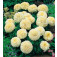 Tagetes_erecta_Vanilla