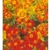 Tagetes_tenuifolia_Starfire_Mix_Bol-Afrikaantje