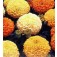 Afrikaantje_Tagetes_erecta_mix