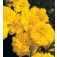 Tagetes_patula_Yellow_Jacket_Afrikaantje