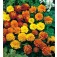 Tagetes_patula_lage_dubbele_mix