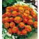 Tagetes_patula_nana_Honeycomb_Klein_Afrikaantje